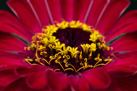 Petals of a large red gerbera flower close-up