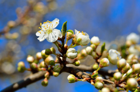 White flowers on the branches of trees in the springの写真素材