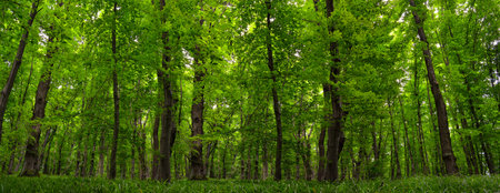 Panorama of young green forest. Slender trees, lush woodland vegetationの写真素材