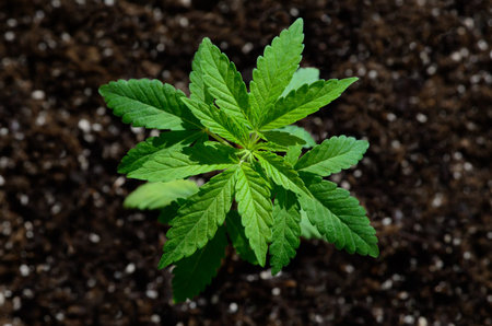 Young cannabis sprouts grow in the soil. cannabis cultivation