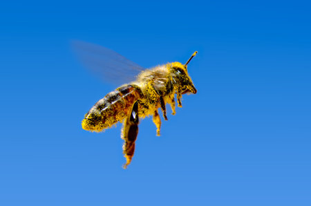 A bee flies over a sunflower, pollinates and collects honeyの写真素材