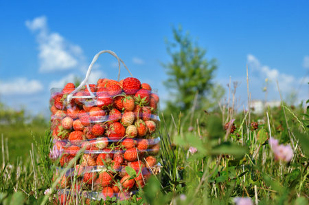 Harvest of wild strawberries in a field among the grassの写真素材