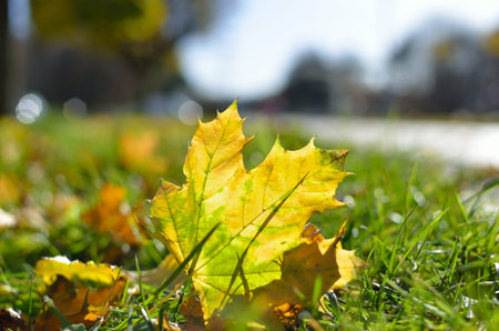 Bright autumn leaves in the park on tree branches