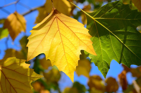Bright autumn leaves in the park on tree branches