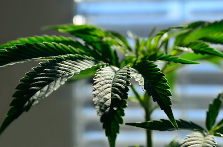 Young cannabis plants close up. Growing marijuana.