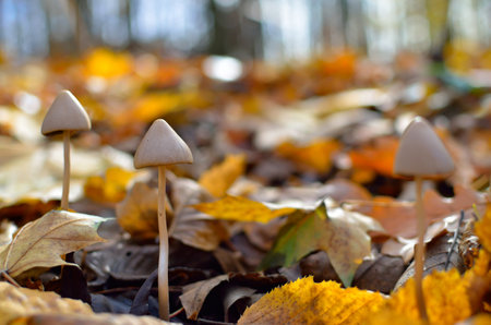 Inedible, mushrooms grow in the autumn forestの写真素材