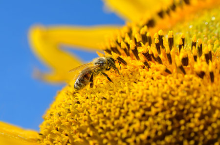 A bee collects nectar and pollinates sunflowers in a field