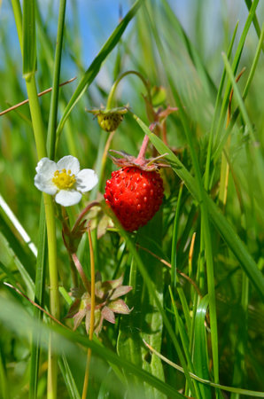 Ripe wild strawberry grows among green grass in summerの写真素材