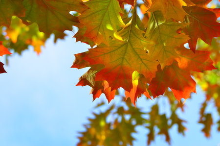 Autumn colored leaves on trees against blue skyの写真素材