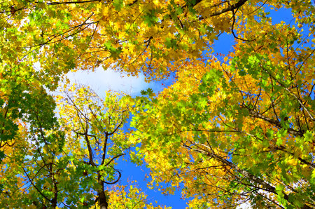 Autumn colored leaves on trees against blue skyの写真素材