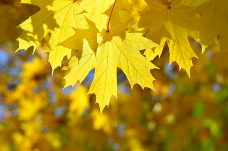 Autumn colored leaves on tree branches in the park.の写真素材