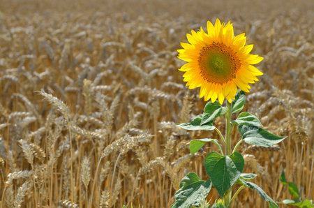 Yellow sunflower in a wheat field against a blue sky. National colors of Ukraineの写真素材
