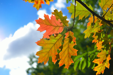 Autumn colored leaves in the sun rays against blue skyの写真素材