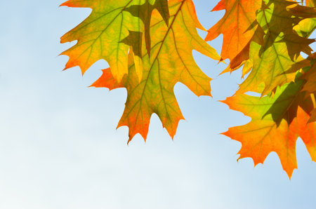 Autumn colored leaves in the sun rays against blue skyの写真素材