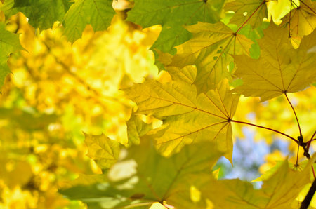 Autumn colored leaves on trees against blue skyの写真素材