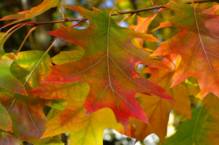 Autumn colored leaves on tree branches in the park.の写真素材