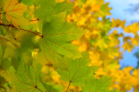 Autumn colored leaves on trees against blue skyの写真素材