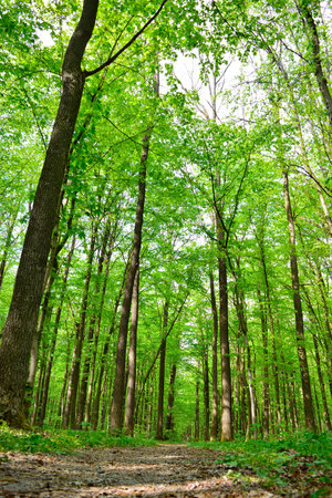Dense green forest with sunlight filtering through tall tree trunksの写真素材