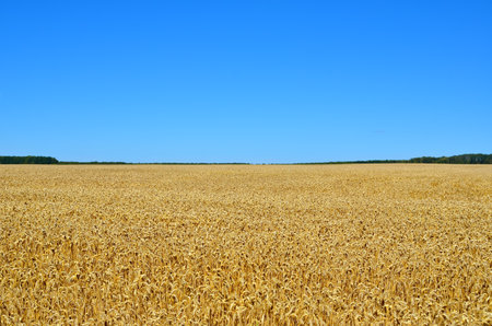 Agriculture landscape with golden wheat field and clear blue skyの写真素材