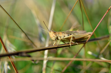 Grasshopper on a dry grass stalk, natural habitatの写真素材