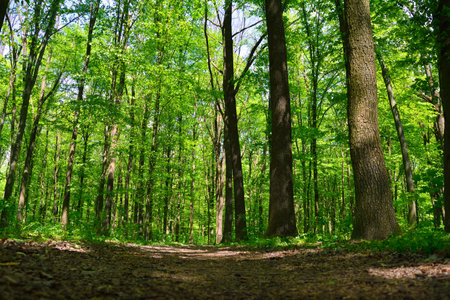 Dense green forest with sunlight filtering through tall tree trunksの写真素材