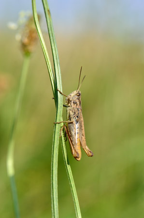 Grasshopper on a green plant stem, natural habitatの写真素材