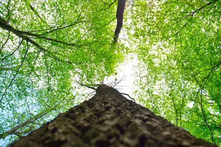 Tall tree trunk with fresh green leaves against bright skyの写真素材
