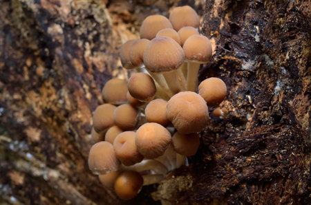 Wild mushrooms in the autumn forest close-upの写真素材