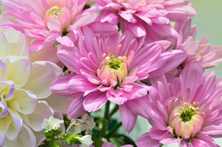 Bunch of vibrant pink Chrysanthemums in bloom, floral arrangementの写真素材