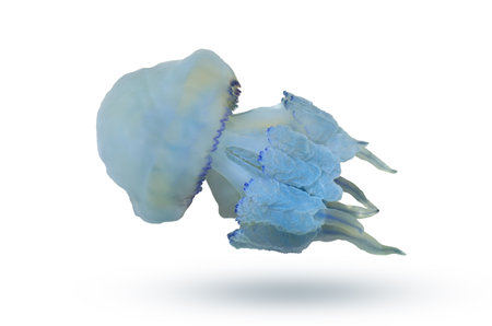 Sea jellyfish close up isolated on whiteの写真素材