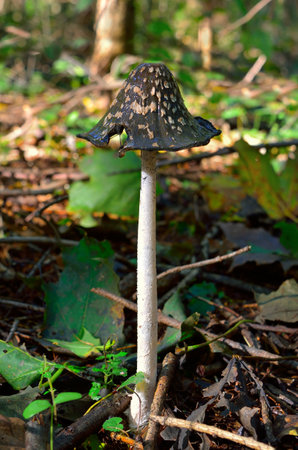 Wild mushroom coprinopsis picacea in autumn forest close-upの写真素材