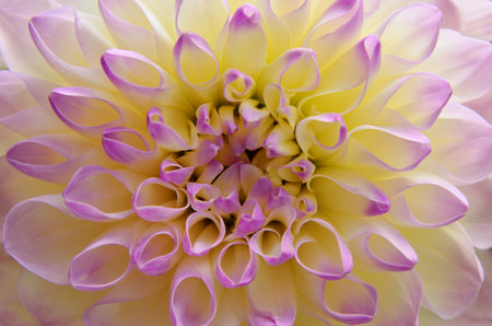 Beautiful dahlia flower with yellow and pink petals, detailed textureの写真素材