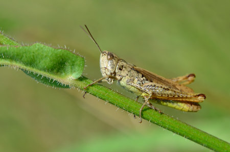 Grasshopper on a green plant stem, natural habitatの写真素材
