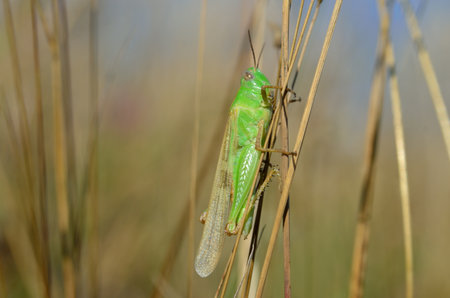 Grasshopper on a dry grass stalk, natural habitatの写真素材