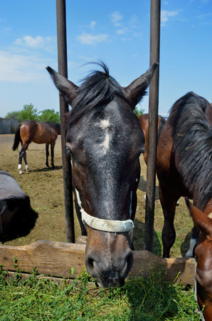 Horses in pen are eating green grass from a mangerの写真素材