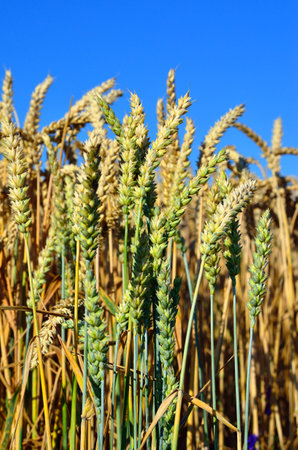 Wheat field with green and golden ears, against blue skyの写真素材
