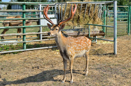 Spotted deer with branched antlers in a zoo enclosureの写真素材