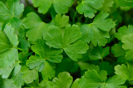 Young, green parsley leaves growing in a garden bed, close-upの写真素材