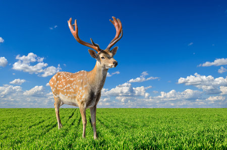 Young spotted deer with branched antlers in a green fieldの写真素材