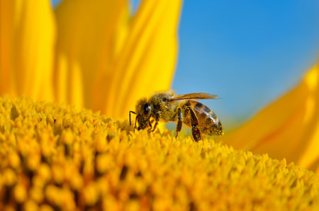 Honey bee collecting pollen on sunflower against a blue skyの写真素材