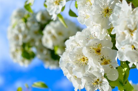 Delicate white blossoms against a clear blue sky, spring flowersの写真素材