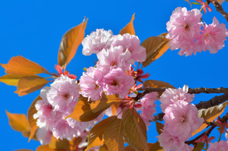 Pink sakura blossoms with golden leaves, blue sky, spring bloomの写真素材
