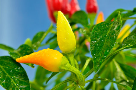 Red and yellow chili peppers growing on a plant, close-upの写真素材