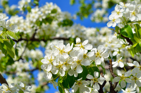 Delicate white blossoms against a clear blue sky, spring flowersの写真素材
