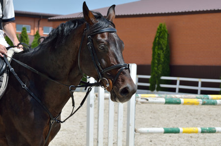 Young, athletic, thoroughbred horse on dressage, close-upの写真素材