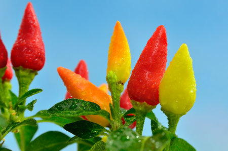 Red and yellow chili peppers growing on a plant, close-upの写真素材