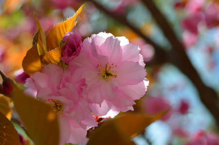 Delicate pink cherry blossoms with blurred background, spring flowersの写真素材
