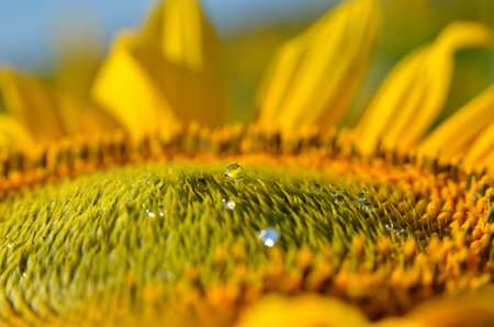 Sunflower core with transparent oil drops against blue skyの写真素材