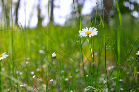 White daisies in a green field, summer meadow sceneの写真素材
