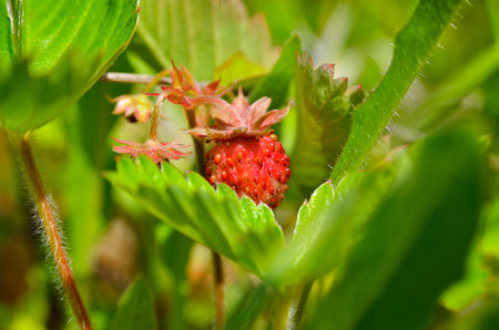 Wild strawberry plant with ripe red berry and white flowerの写真素材